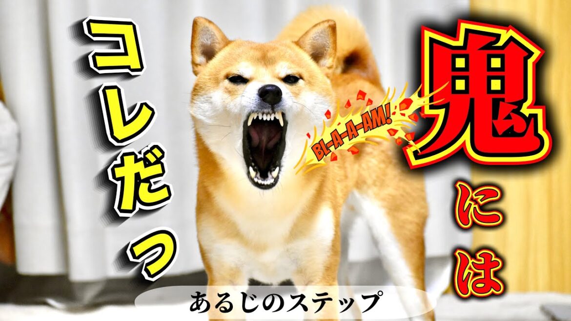 節分に向けて全鬼へのダメージ力1位を提案する柴犬こむぎ【あるじのステップ】三浦半島ウォーキング&三浦半島ジブリ 節分に向けて全鬼へのダメージ力1位を提案する柴犬こむぎ【あるじのステップ】三浦半島ウォーキング&三浦半島ジブリ