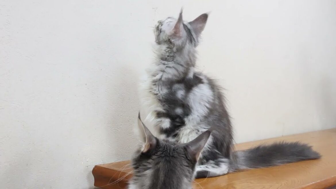 生後4ヶ月半シルバーのメインクーン子猫モニカちゃん