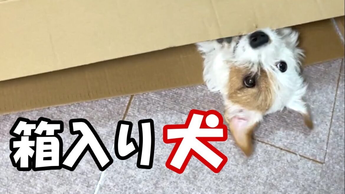 段ボールもオモチャになっちゃうジャックラッセルテリアの子犬
