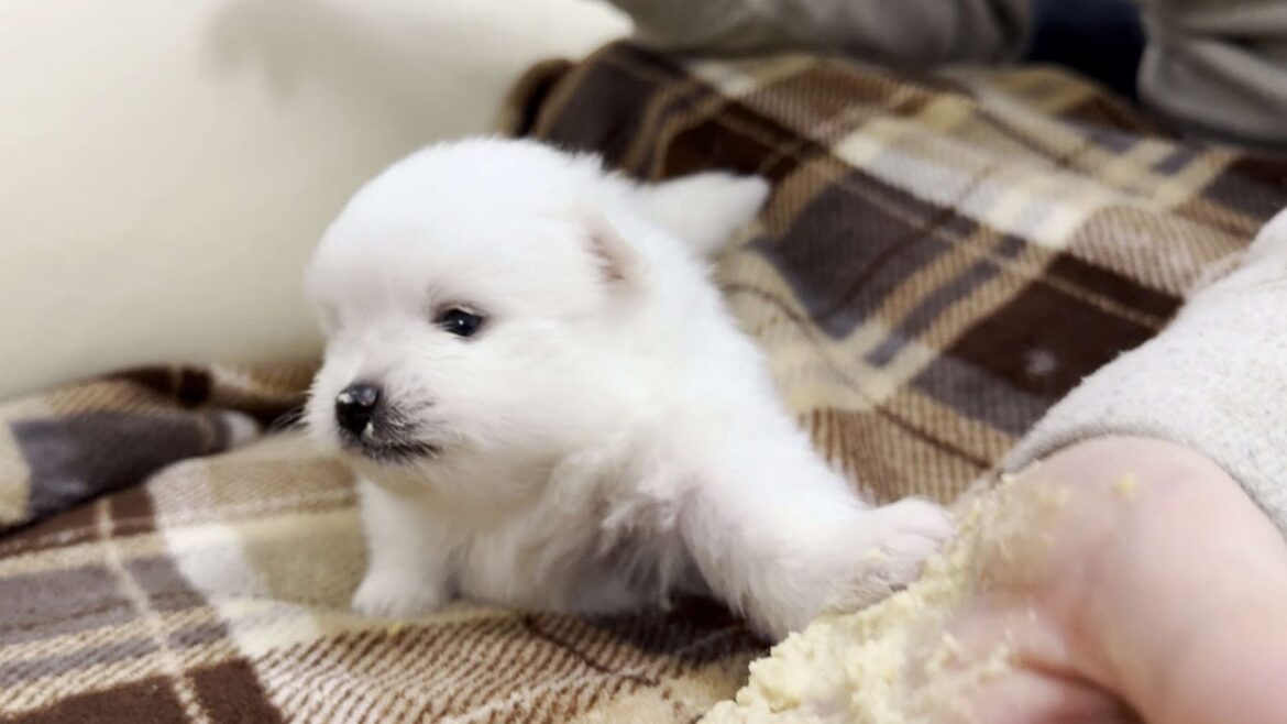 ポメラニアンの赤ちゃんが初めての離乳食に挑戦したらこうなりました…【生後4週間】 ポメラニアンの赤ちゃんが初めての離乳食に挑戦したらこうなりました…【生後4週間】