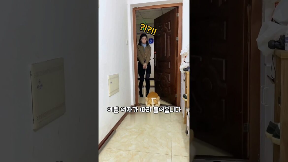 이 강아지는 왜 이러는 걸까요?
