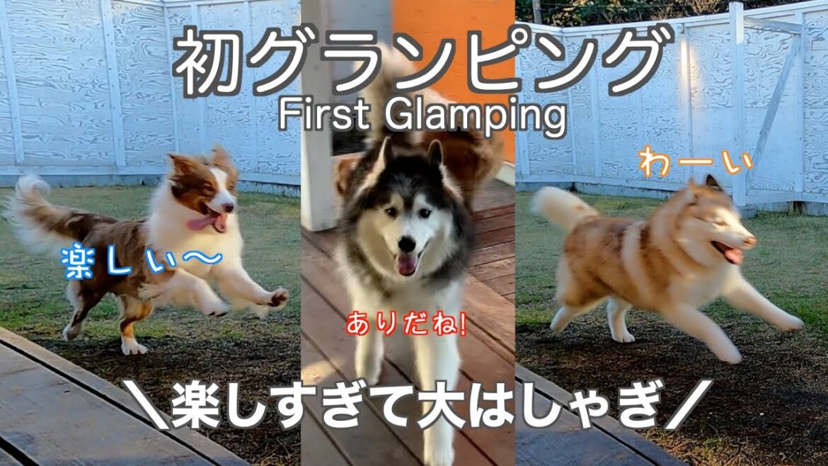 【前編】初めてのグランピングで個性爆発！ハスキーとオーストラリアンシェパードが贈る最高のアウトドア体験