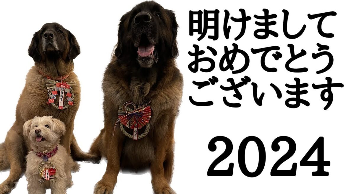 【レオンベルガー】あけましておめでとうございました🐶【超大型犬】