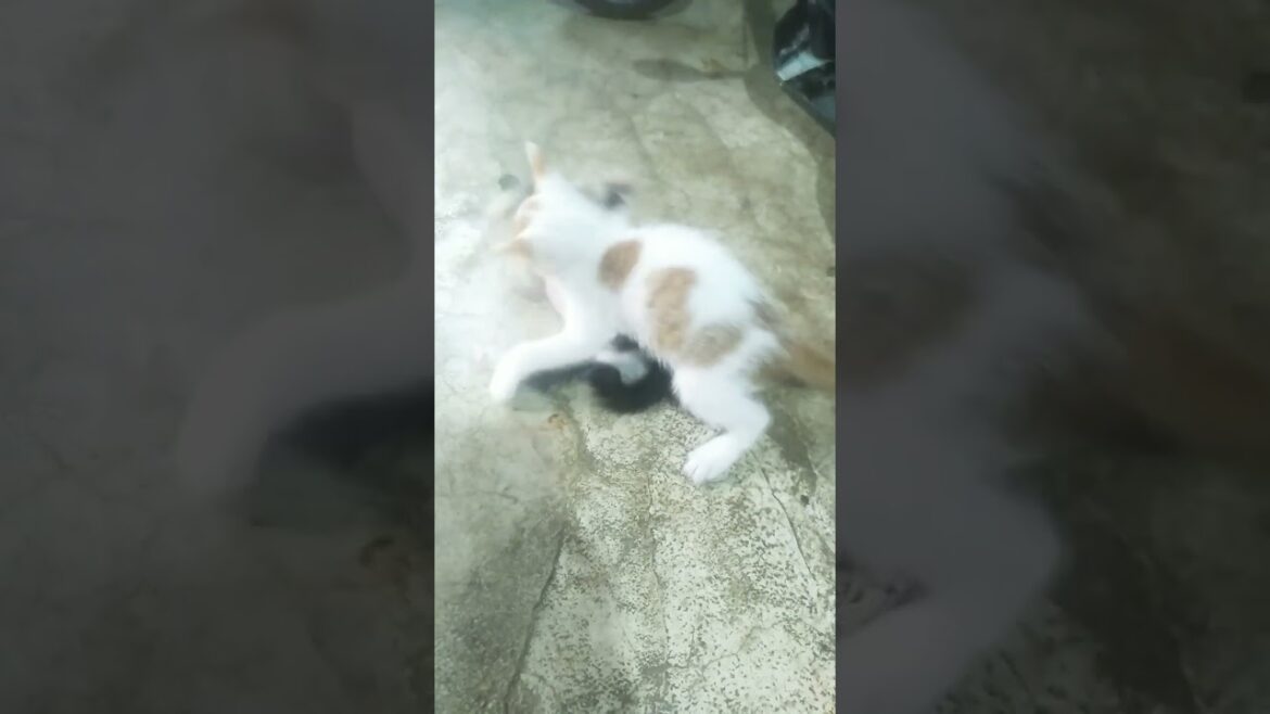 Cute Cat | Kitten is playing #shorts #cat #catlover #kitten  #babycat