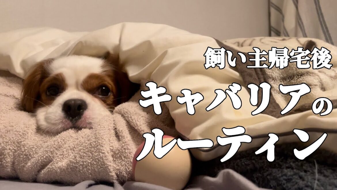 キャバリア犬の飼い主が帰宅したあとの日常【ルーティン動画】