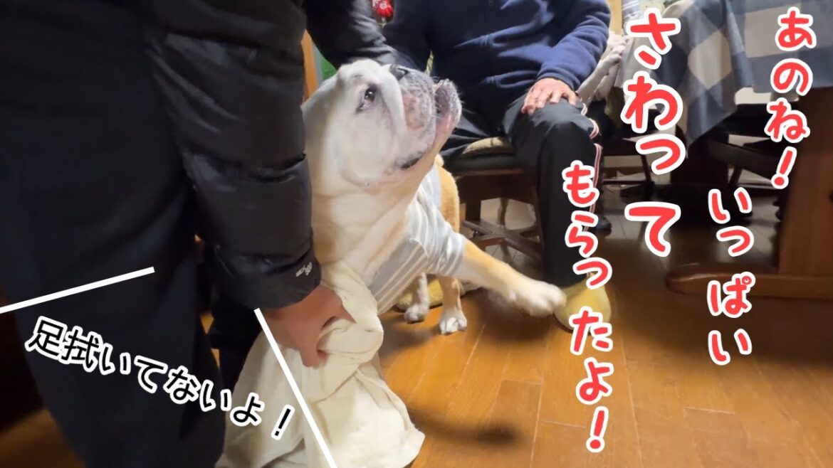 【おはぶる】今日あった出来事を、じいじとばあばにいち早く報告したいブルドッグw