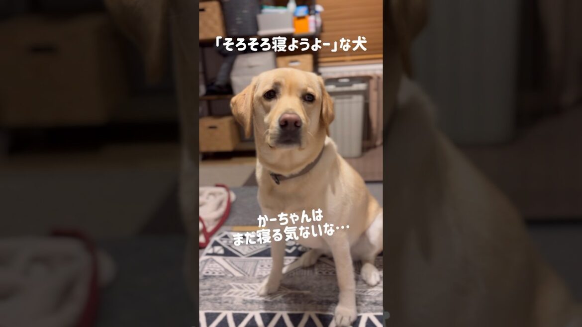 「そろそろ寝ようよー」な犬★#shorts #ラブラドールレトリバー #labradorretriever #可愛い #癒し # #dog #ぼんちゃん