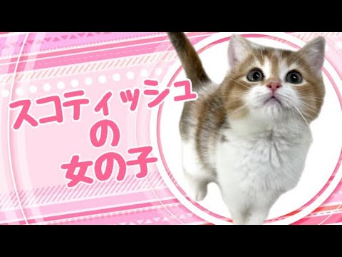 スコティッシュフォールドの子猫 (中之島) スコティッシュフォールドの子猫 (中之島)