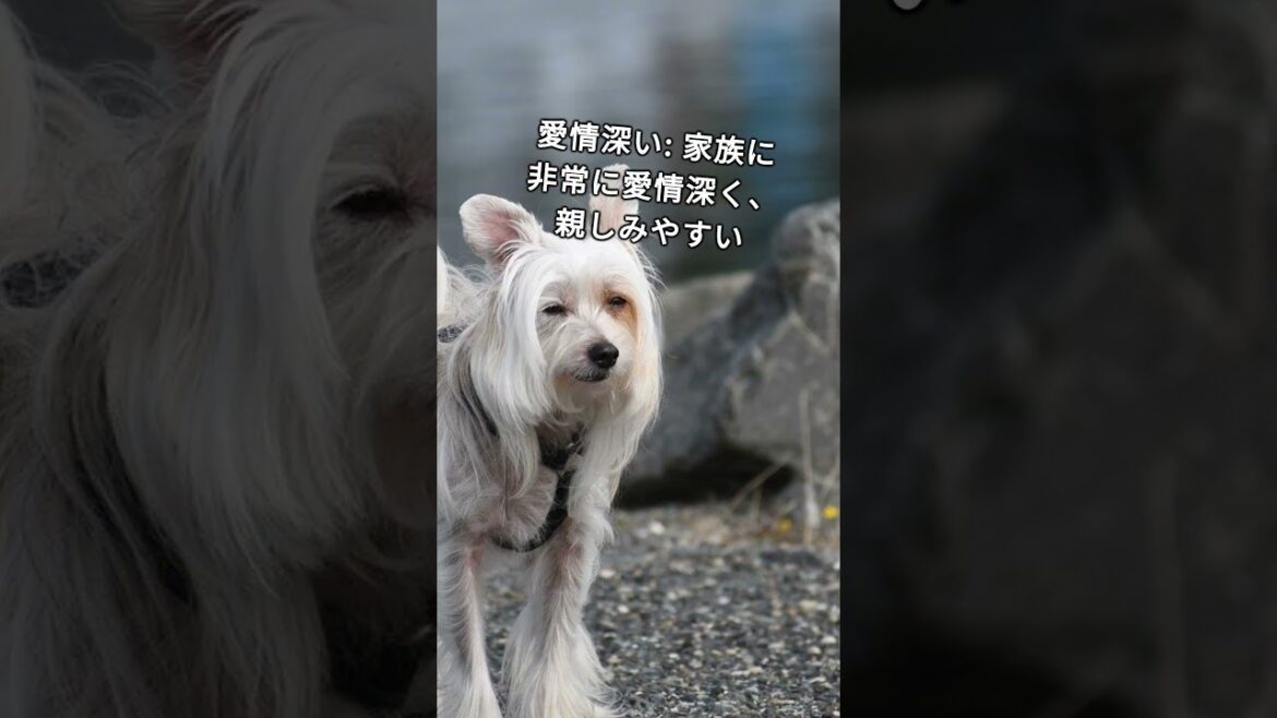 不細工なのに可愛い犬「チャイニーズ・クレステッド・ドッグ」の魅力  #dog #犬のいる暮らし #かわいい犬 不細工なのに可愛い犬「チャイニーズ・クレステッド・ドッグ」の魅力  #dog #犬のいる暮らし #かわいい犬
