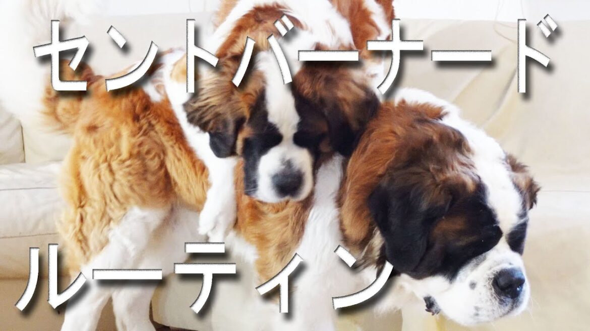 セントバーナードのとある一日　Saint Bernard　ペキニーズと保護猫たまちゃんもいるよ！　平凡なセントバーナードの日記