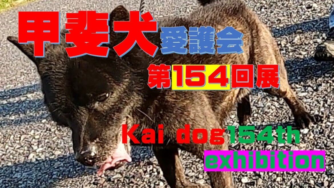 甲斐犬愛護会第１５４回展覧会　（Kai dog154th exhibition）【Samurai dog TV】