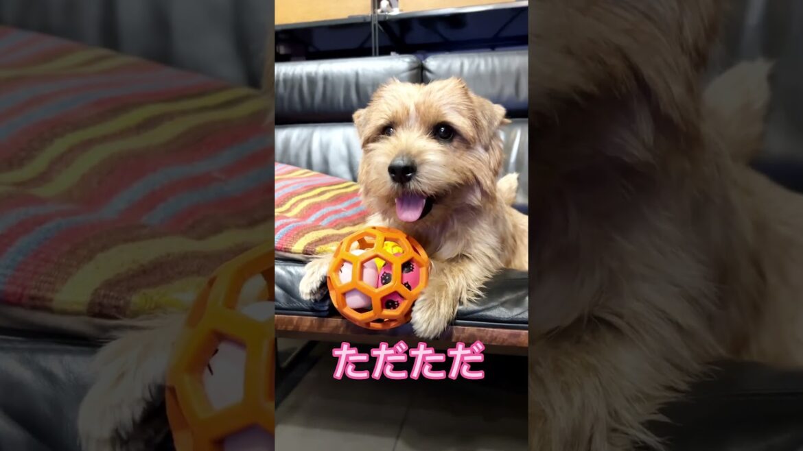 【スマイル吉】#shorts #norfolkterrier #cutedog #愛犬キチ #ノーフォークテリア #dog #kichi #terrier #笑顔 #smile