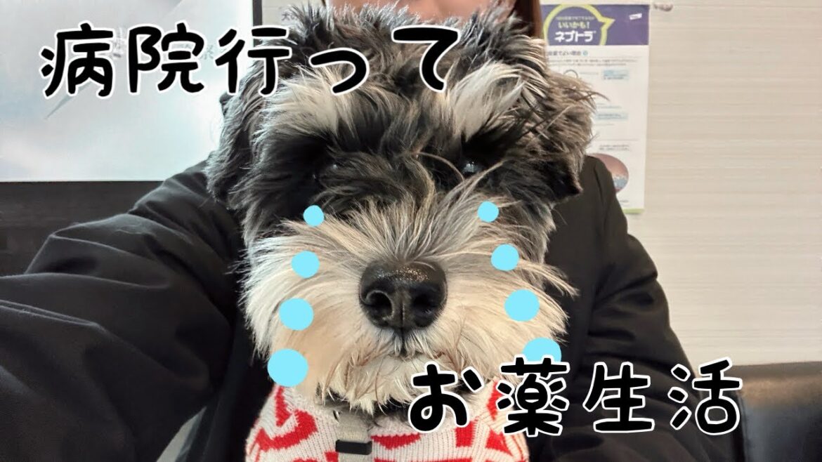 ミニチュアシュナウザー/ もうすぐ4歳 / 体調悪くて病院に行ったら…🥲 ミニチュアシュナウザー/ もうすぐ4歳 / 体調悪くて病院に行ったら…🥲