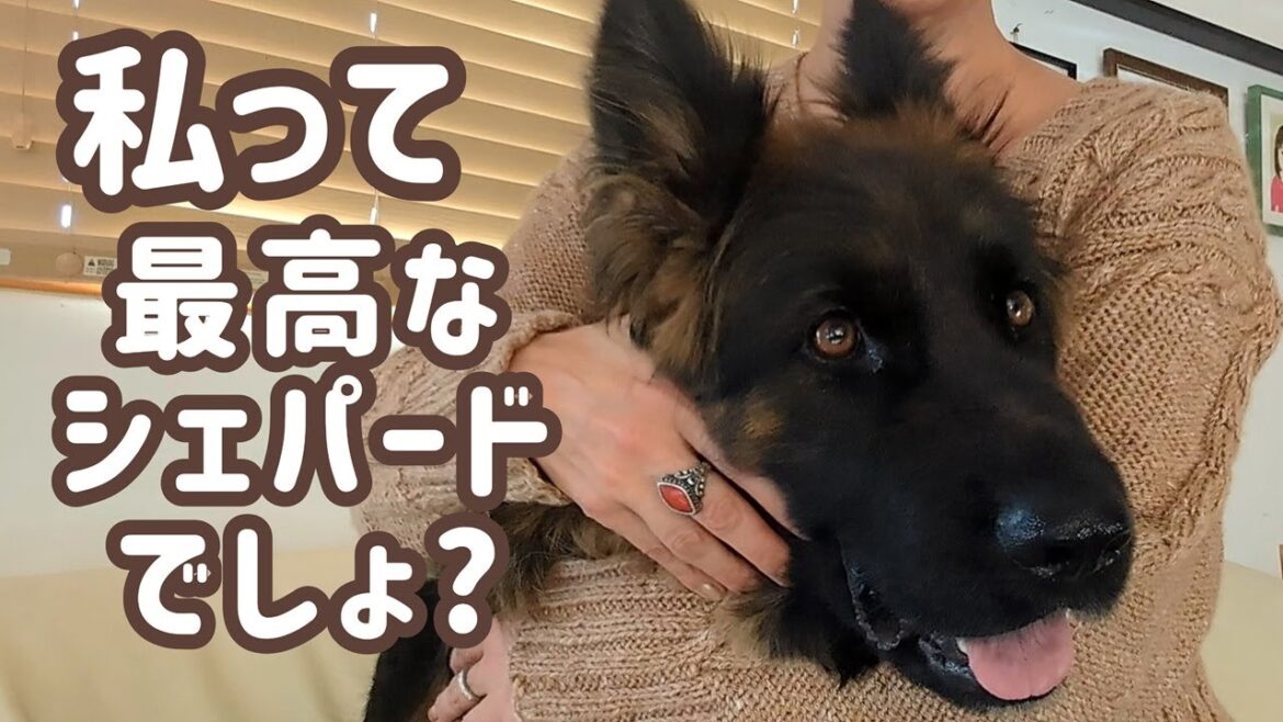 【ジャーマンシェパード】3歳大型犬、心も体も大人になって今が一番ノリノリです！