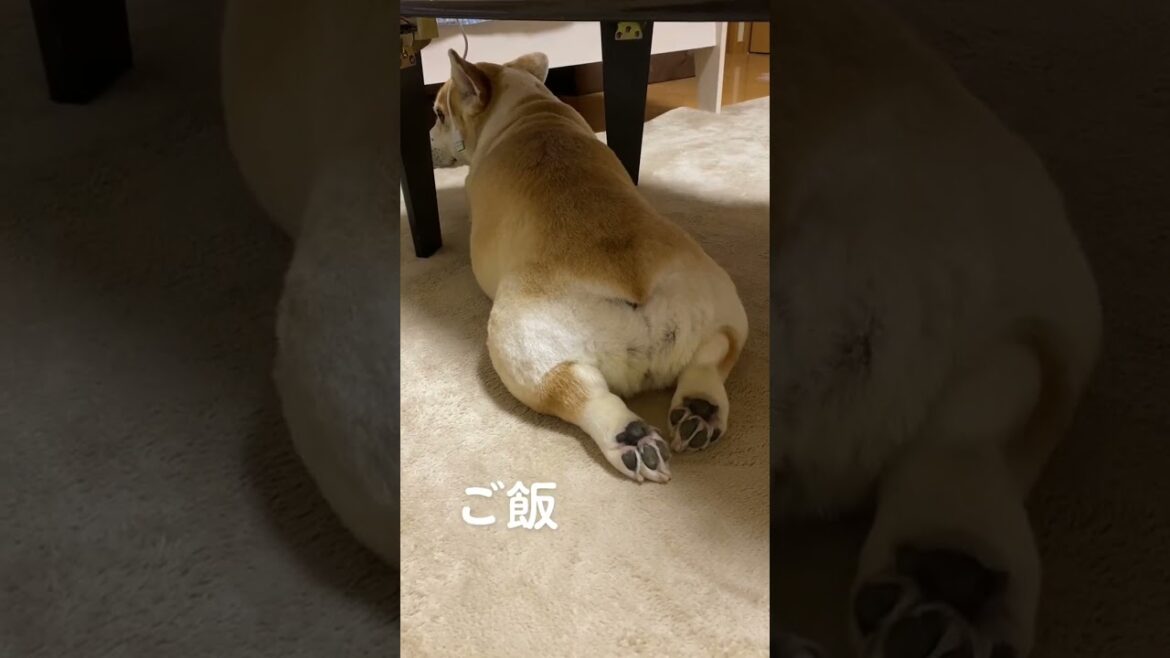 【コーギー】 反応早すぎ😂😂#くきたん