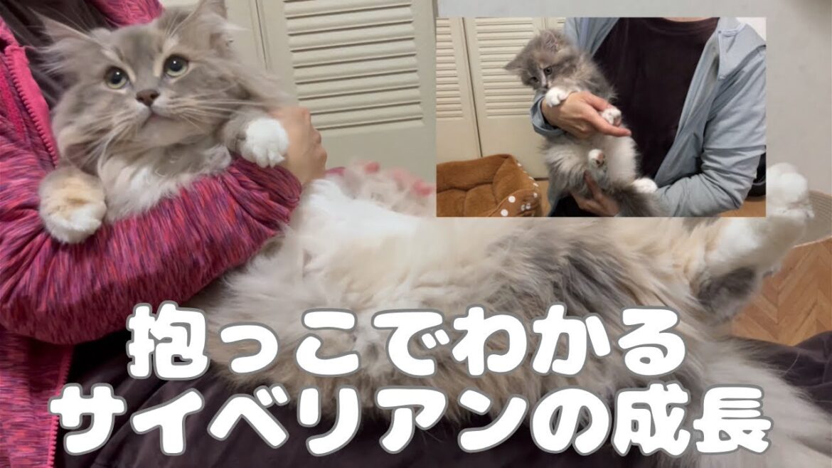 抱っこでわかるサイベリアンの1年間の成長