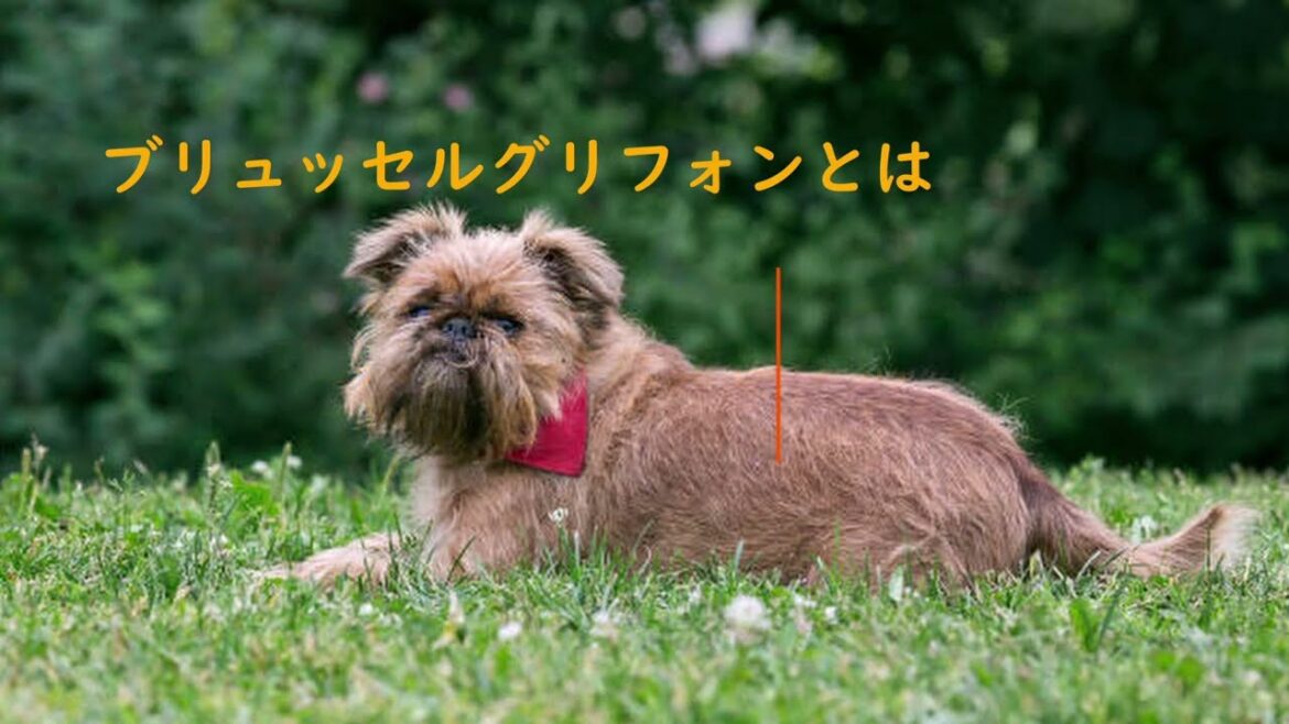 ブリュッセルグリフォン　愛犬家住宅　ペットリフォームならセラフ榎本　犬猫のためのリフォーム　愛犬　愛猫　ペット快適住環境　埼玉県　東京都　千葉県　神奈川県