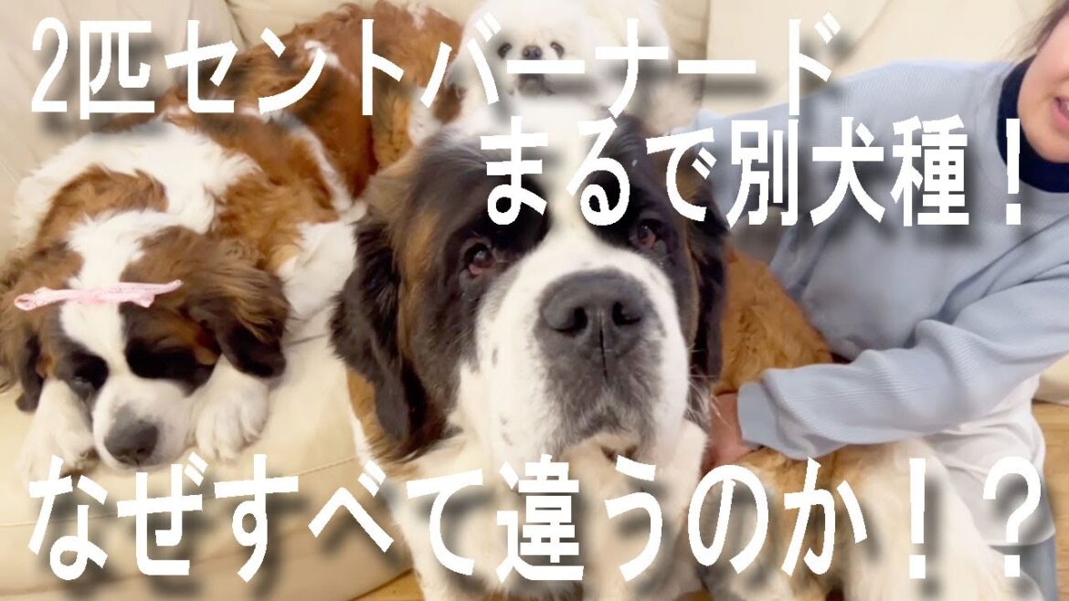 そこには驚くべき理由が！　セントバーナードにも種類があった！解説　保護猫もビックリ　Saint Bernard　平凡なセントバーナードの日記