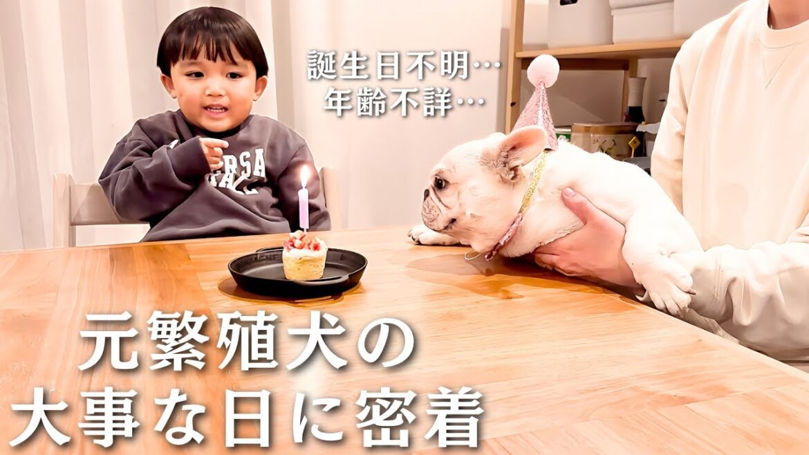 元繁殖犬が家族になって2年が経ちました