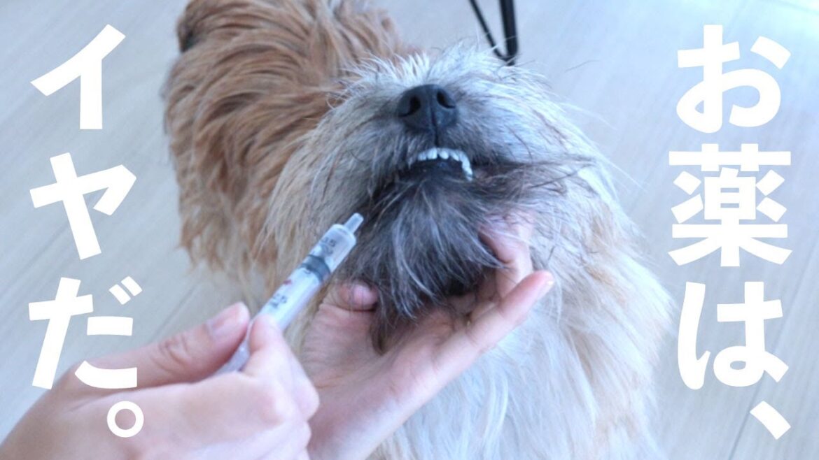 早く治したいから、お薬を頑張って飲みます【ケアンテリア×初めての犬との暮らし】 早く治したいから、お薬を頑張って飲みます【ケアンテリア×初めての犬との暮らし】