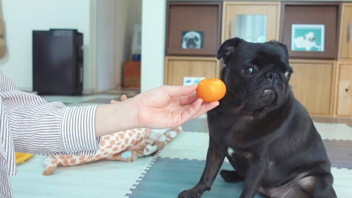 食いしん坊のパグは皮を剥いていないみかんを露骨に嫌がります。Pugs, who are gourmets, blatantly dislike unpeeled oranges.【パグ、pug】