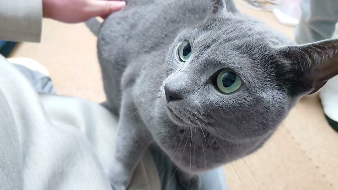 【猫動画】今日もツンデレしてるロシアンブルー【Russian blue】Russian Blue is tsundere again today