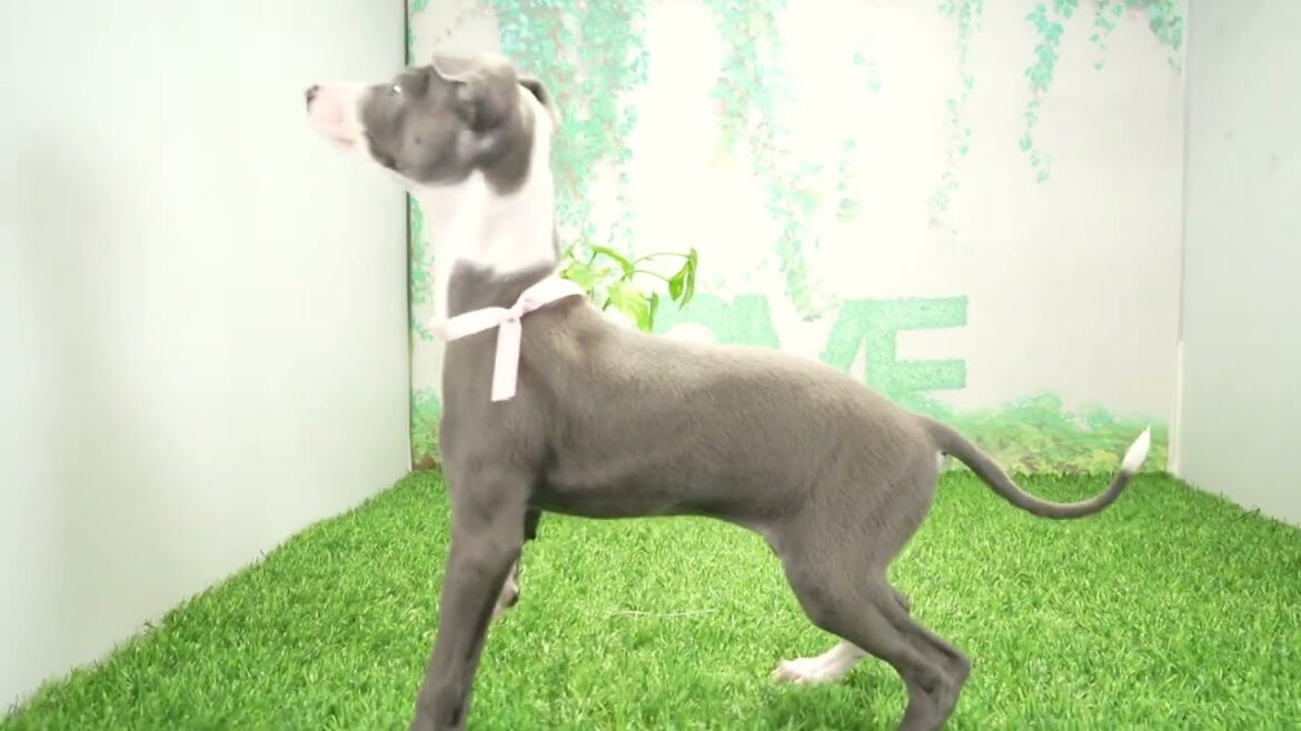 Coo&RIKU　No663331　イタリアングレーハウンド