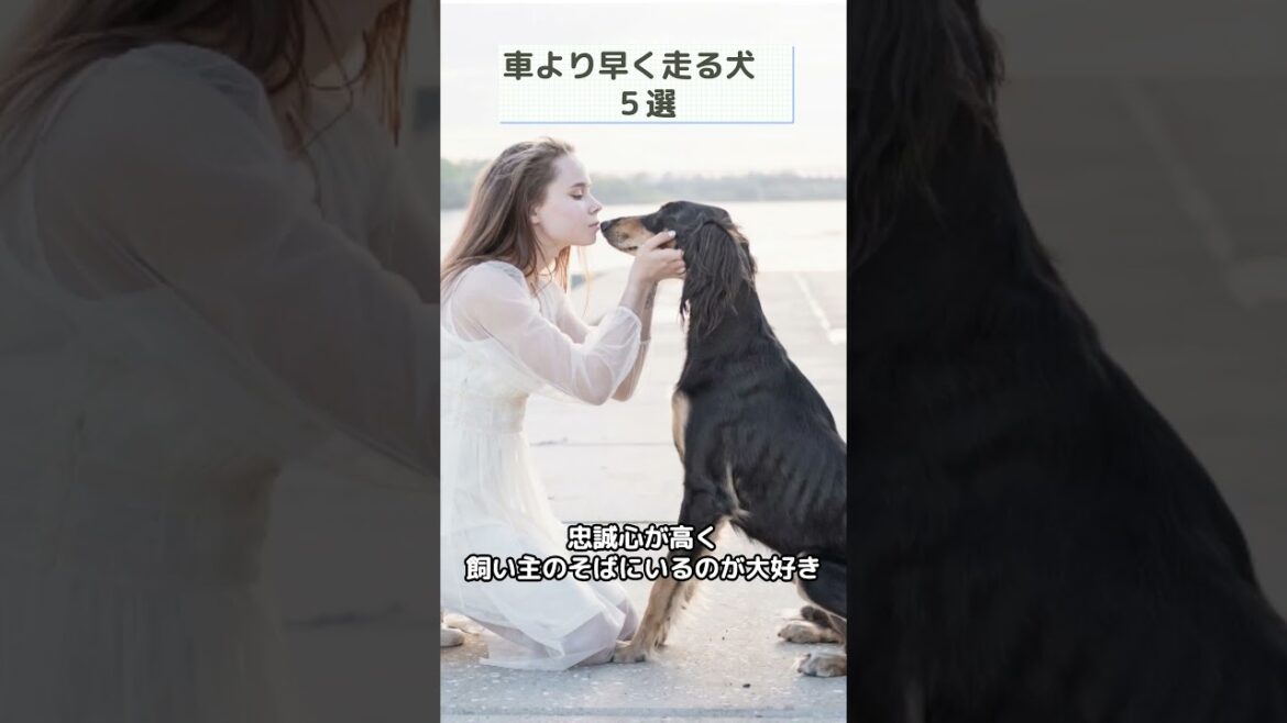【犬の雑学】車よりも早く走れる犬５選 #犬の雑学 #アフガンハウンド #shorts  #サルーキ #ボルゾイ  #グレイハウンド #ウィペット