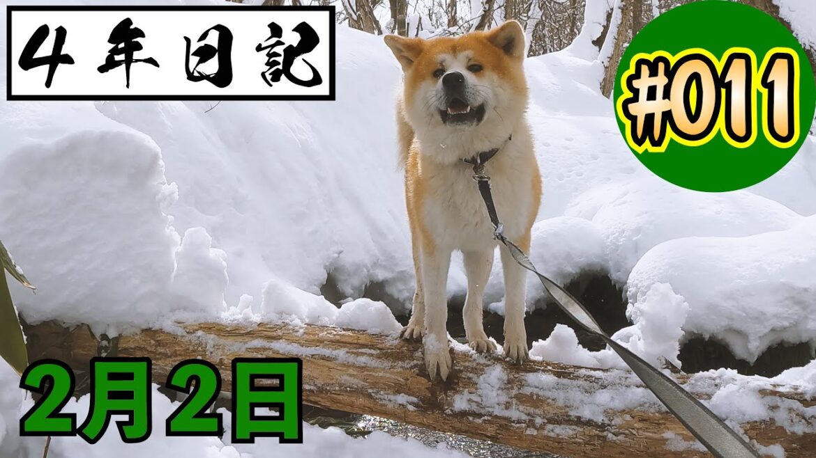 ★４年日記★〖＃11〗 秋田犬の成長の記録 ２月２日 【びしゃもん】