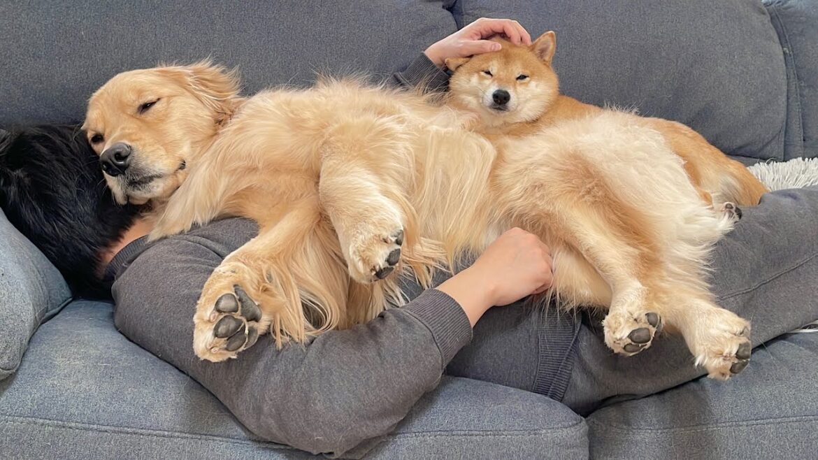 寒がるパパを全力で温めようとしてくれる豆柴とゴールデンレトリバー 寒がるパパを全力で温めようとしてくれる豆柴とゴールデンレトリバー