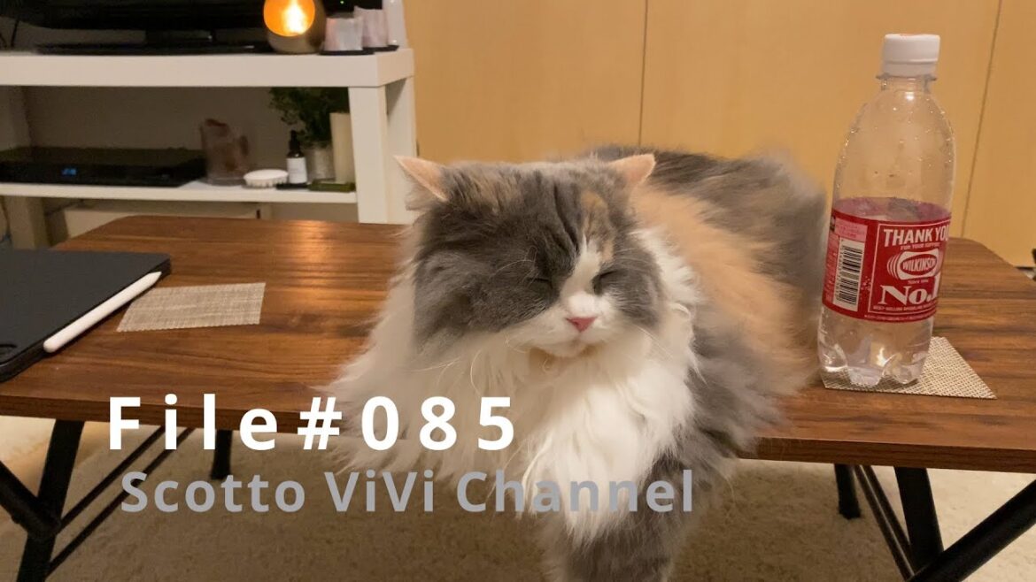 File#085〜机でくつろぐ長毛スコティッシュフォールド〜