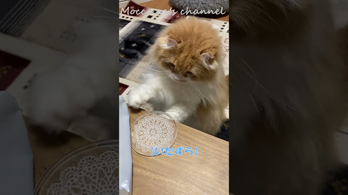 いたずら #shorts  #猫 #アメリカンカール #cat