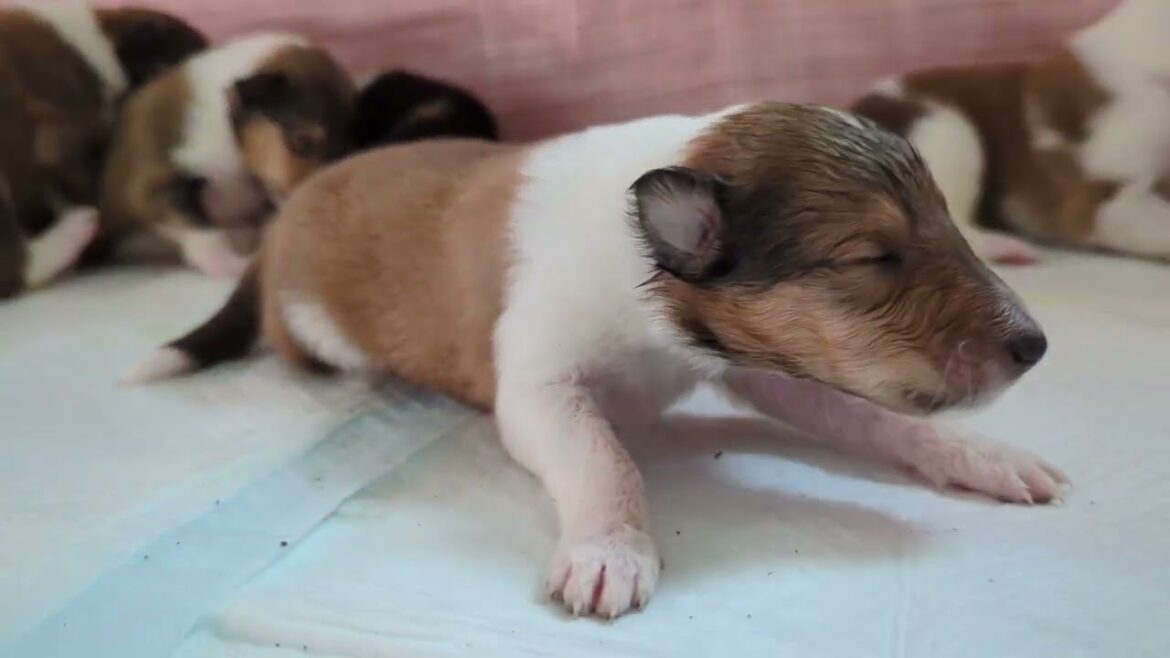 ラフコリーMotherlakecollies　メルの子犬達　12日目20231110