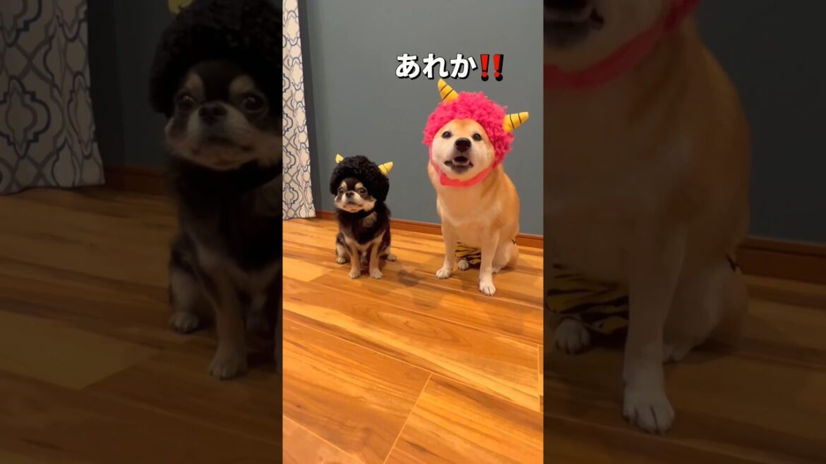 鬼は外ー👹🐶✨#柴犬 #チワワ #shorts