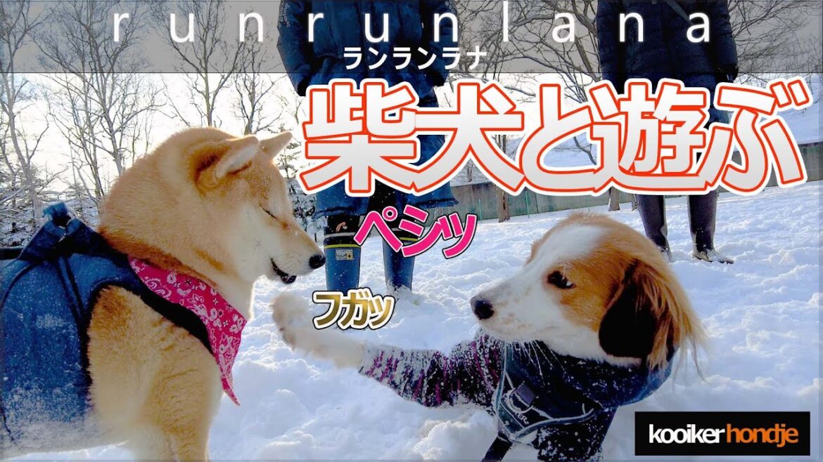 #33 柴犬とコーイケルっていいね　コーイケルホンディエ