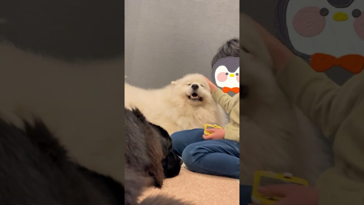 顔溶けてる#サモエド #samoyed #ニューファンドランド #newfoundland
