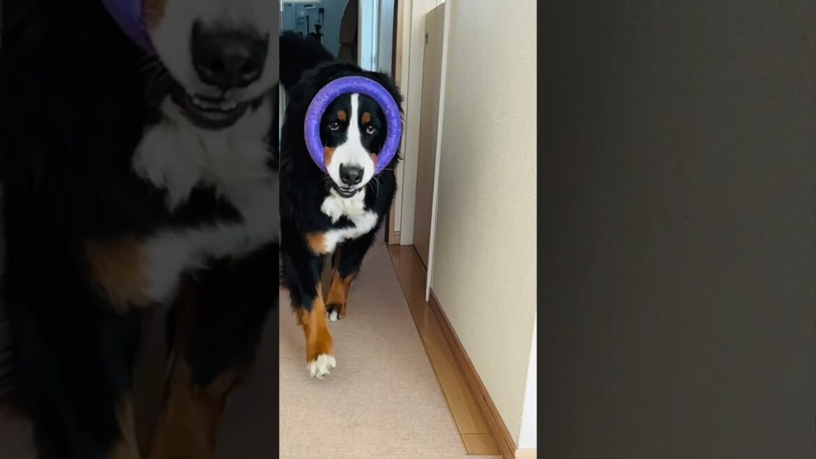 投げたプラーを持ってくるバーニーズマウンテンドッグ