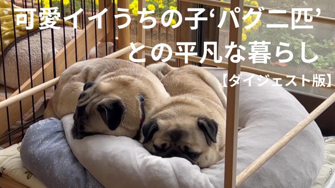 可愛イイうちの子‘パグ二匹’との平凡な暮らし【ダイジェスト版】 #パグ #パグ二匹  #保護犬 #犬多頭飼い