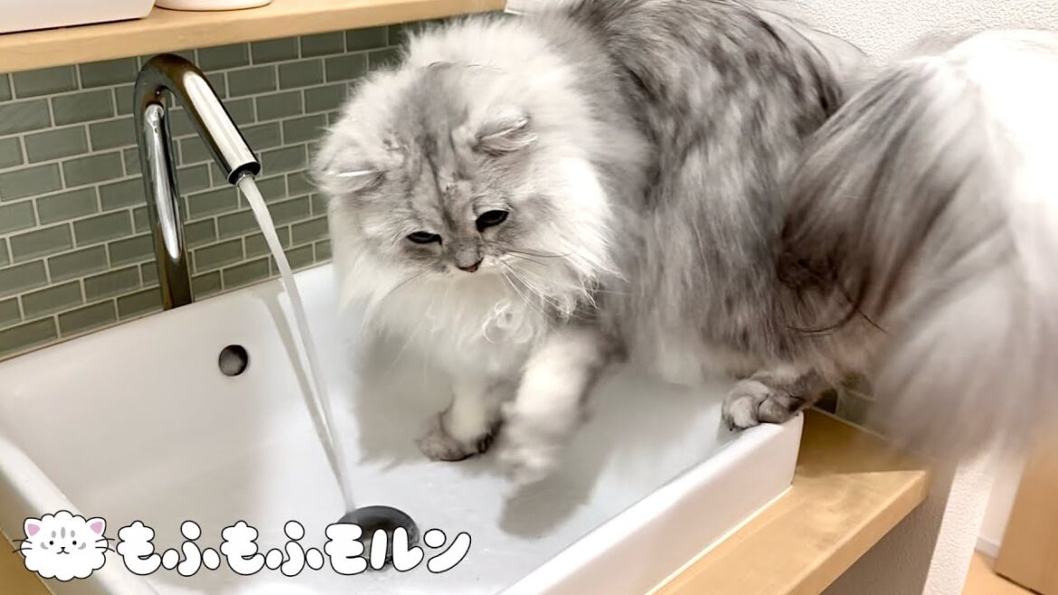 もふもふ猫vs自動水栓 【サイベリアン】