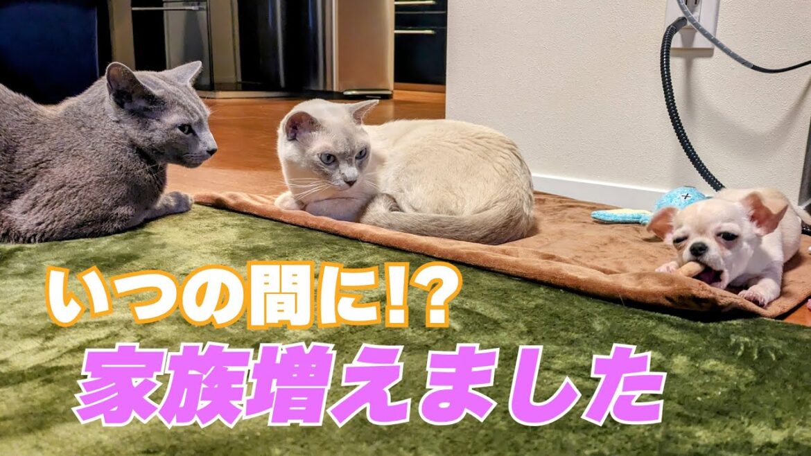 【チワワ】【ロシアンブルー×トンキニーズ】家族になりました（#128）