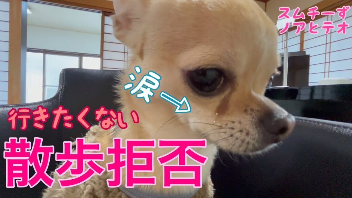 【多頭飼いスムチーず】散歩が嫌で泣いちゃう子と行きたくてルンルンの子