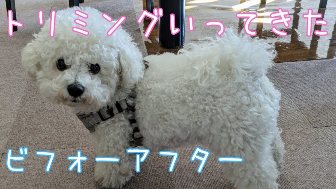 【トリミング】見事な仕上がり！ミックス犬のビフォーアフター 2024年1月