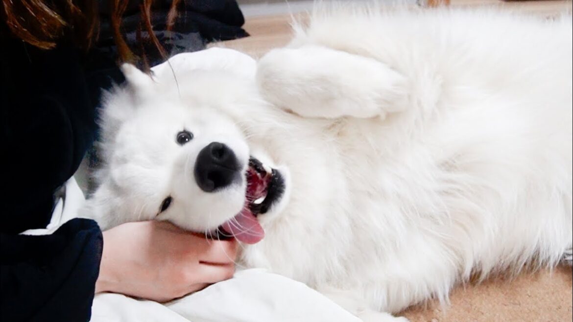 やっと帰ってきたママに興奮して甘えん坊が爆発する犬w やっと帰ってきたママに興奮して甘えん坊が爆発する犬w