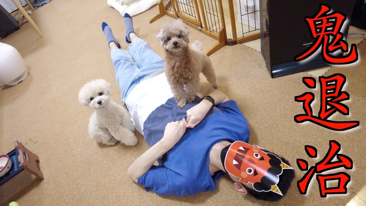 節分なので家族みんなで鬼退治をしたところ愛犬の反応が…ｗ【トイプードル】