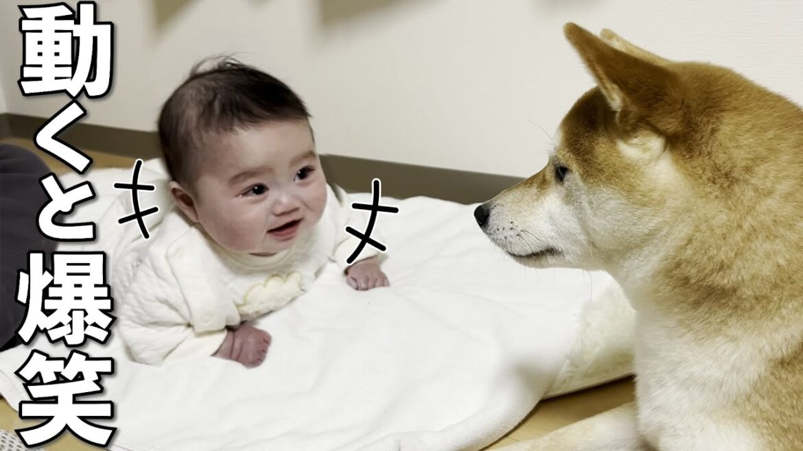 柴犬が動くだけで心配になるくらい大爆笑する赤ちゃん 柴犬が動くだけで心配になるくらい大爆笑する赤ちゃん
