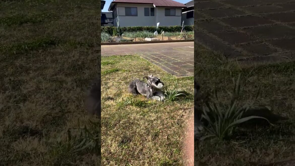 うんちの後に謎の動きをする犬。ミニチュアシュナウザーひじき