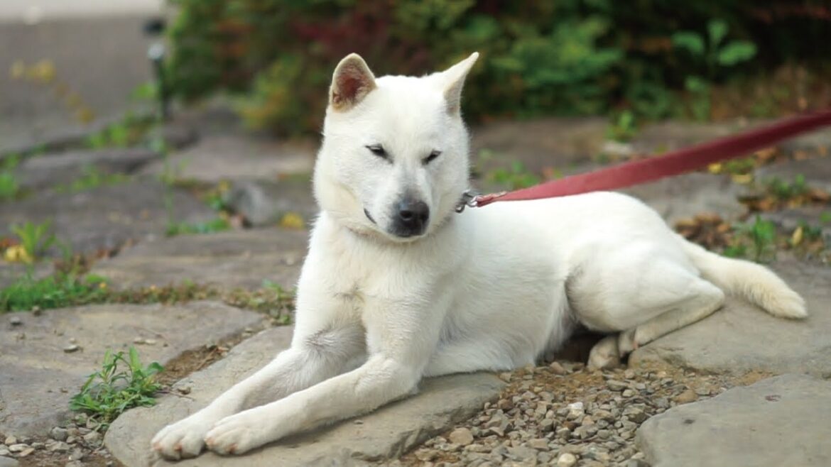 【紀州犬】噛むねん   ヒマな1日　　　kisyudog | japanesedog