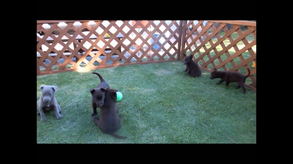 オーストラリアン　ケルピー　【愛犬ハウスセキノ】