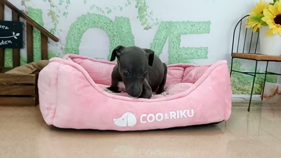 663107 イタリアングレーハウンド