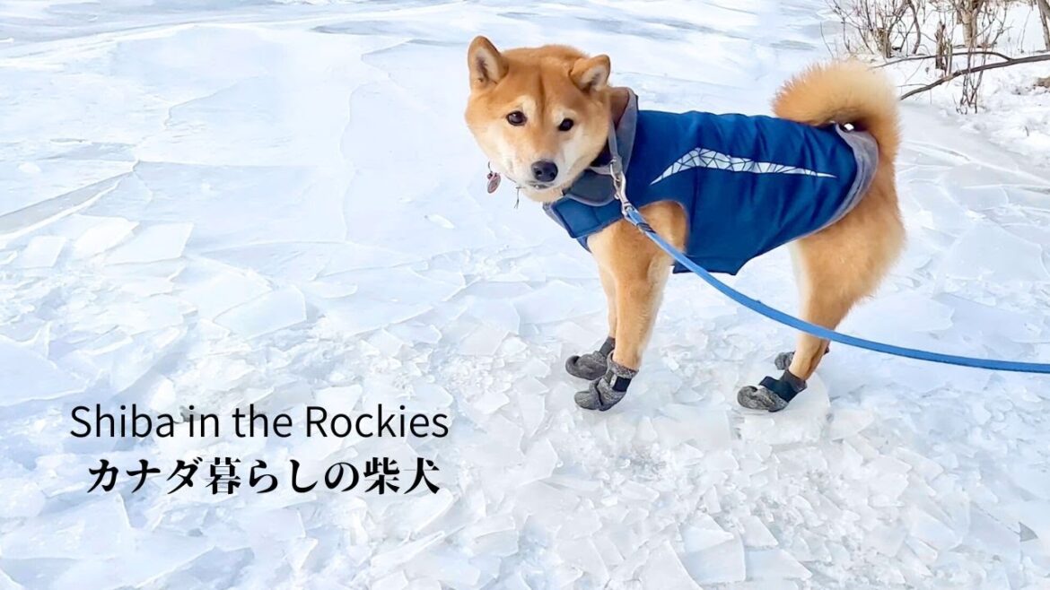 たとえ極寒-18℃の日でもトイレの場所にはこだわりを見せる柴犬【4K】カナダ海外生活